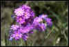 Primev�re farineuse