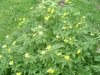 An�mone fausse-renoncule
