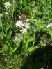 M�nyanthe � trois folioles
