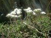 Androsace velue