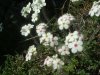 Androsace velue