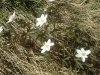 An�mone Sylvie