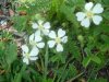 Potentille st�rile