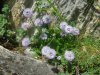 Globulaire � tige nue