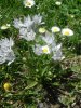 Scille � deux feuilles