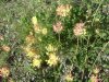 Anthyllide vuln�raire