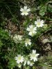 C�raiste des Pyr�n�es
