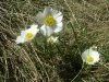 Renoncule des Pyr�n�es