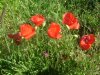 Coquelicot