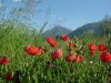 Coquelicot