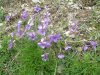 Violette cornue