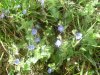 V�ronique petit-ch�ne