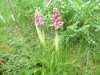 Orchis m�le