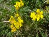 Lotier cornicul�