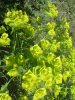 Euphorbe � feuilles dent�es en scie