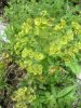 Euphorbe characias