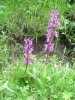 Orchis m�le