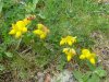 Lotier cornicul�