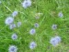 Jasione des montagnes