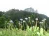 Jasione des montagnes