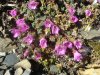 Saxifrage � feuilles oppos�es