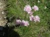 Arm�rie des Alpes