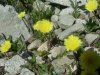 Epervi�re piloselle