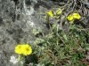 H�lianth�me commun