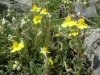 H�lianth�me commun