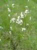 Linaigrette � feuilles �troites