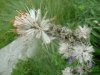 Asphod�le blanc