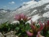 Tr�fle des Alpes