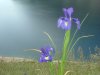 Iris des Pyr�n�es