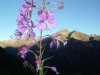 Epilobe � feuilles �troites