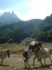 La vache! �a grimpe dur face au pic du Midi d'Ossau
