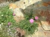 Chardon d�capit�