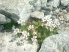 Saxifrage d'Irat