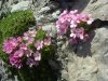 Androsace cili�e