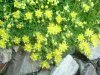 Saxifrage faux-aizoon