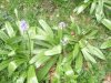 Jacinthe des Pyr�n�es