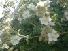 Potentille � feuilles d'alch�mille