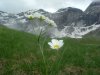 Renoncule des Pyr�n�es