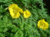 Meconopsis du Pays de Galles