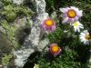 Leucanth�me des Alpes