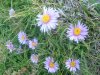 Aster des Alpes