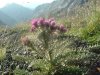 Chardon des Pyr�n�es