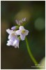 Cardamine des pr�s