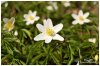An�mone des bois ou An�mone sylvie