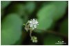 Fleur de la saxifrage hirsute