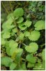 Saxifrage hirsute
